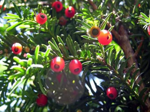 Taxus Extract