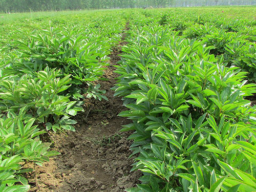 White peony root